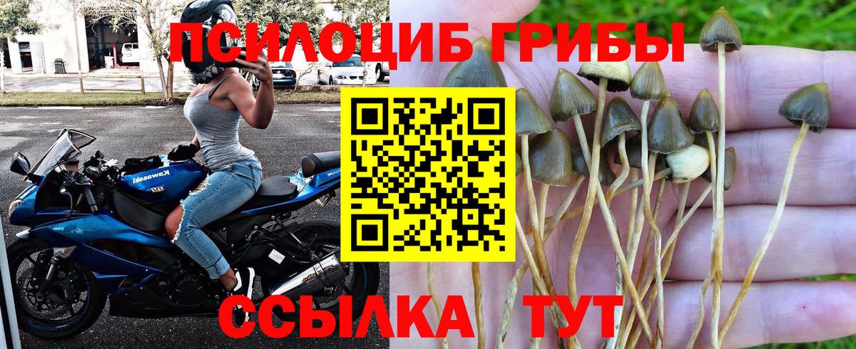 Жигулёвск  Псилоцибиновые грибы Psilocybine cubensis  купить закладку  Вход с VPN 
